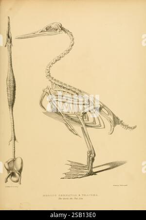 Eine Monografie über die Anatidae oder den Entenstamm, London, Longman, Orme, Brown, Green & Longman and Eddowes, Shrewsbury, 1838. Anatidae Mergus Serrator, Eine detaillierte Illustration zeigt die Skelettstruktur eines Vogels und hebt seinen langen Hals, seine schlanken Beine und einzigartige Schädelmerkmale hervor. Die Zeichnung enthält beschriftete Teile wie Schnabel, Wirbel und Gliedmaßen, die die Vogelanatomie betonen. Der Vogel ist in einem Seitenprofil dargestellt, das seine anmutige Haltung veranschaulicht. Unterhalb des Skelettbildes befindet sich eine kleinere Abbildung der anatomischen Merkmale des Vogels, die sich auf die Atmung konzentriert Stockfoto