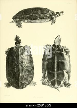 Katalog der Schildreptilien in der Sammlung des British Museum, London, 1855-1872. Amphisbaenia, Chelonia, Krokodile, England, London, Reptilien, Testudinidae, Schildkröten, Taxonomy Binomial, Emys dorsalis Science Day, diese Illustration zeigt drei detaillierte Darstellungen einer Schildkröte aus verschiedenen Perspektiven. Die erste Ansicht zeigt die dorsale Seite der Schildkröte und betont ihre harte Schale und ihre einzigartigen Muster. Die zweite Ansicht konzentriert sich auf die ventrale Seite und zeigt den weicheren Unterbauch und die charakteristische Anordnung seiner Gliedmaßen. Die dritte Perspektive zeigt das Profil der Schildkröte. Stockfoto