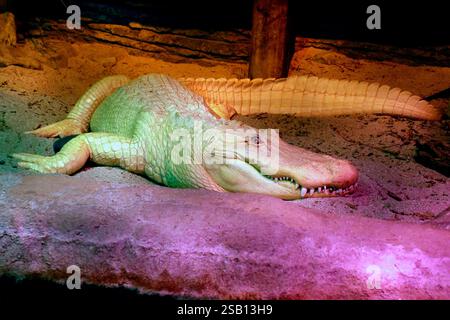 Albino White american Alligator Nahaufnahme Porträt Stockfoto
