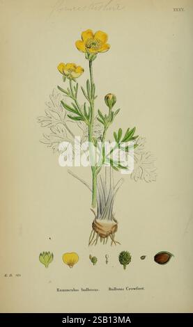 Englische Botanik farbige Figuren British Plants London Hardwicke 1863-1886 Great Britain Pictorial Works, Eine botanische Illustration, die Ranunculus bulbosus, allgemein bekannt als Bulbous Crowfoot, zeigt. Die dargestellte Pflanze hat einen schlanken Stamm, der aus einer Birne ragt und mit zarten, gelappten Blättern verziert ist. Oben blühen leuchtende Blüten mit einer schalenförmigen Struktur mit mehreren Blütenblättern. Die Hauptabbildung wird durch kleinere, detaillierte Skizzen verschiedener Entwicklungsstadien der Pflanze ergänzt, einschließlich Knospen, Blüten und einer Fruchtstruktur, die alle ordentlich unter den Haupten angeordnet sind Stockfoto