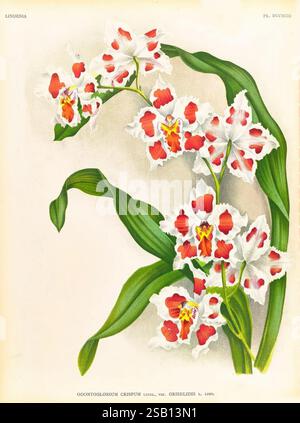 Lindenia, Gand [Belgien], Impr. F. Meyer-van Loo, 1885-1906, Klassifizierung, Reiseführer, Identifizierung, Nomenklatur, populäre Nomenklatur, Orchidaceae, Orchideen, Bildwerke, Terminologie, Eine atemberaubende Illustration der Orchideensorte Odontoglossum crispum, die ihre einzigartige Blumenstruktur zeigt. Das Kunstwerk hebt Gruppen von zarten Blütenblättern hervor, die in leuchtenden weiß- und Rottönen gefärbt sind, mit komplizierten Mustern, die ihre Schönheit unterstreichen. Üppig grüne Blätter runden die Blüten anmutig ab und bilden einen natürlichen Kontrast, der die Eleganz der Blüten unterstreicht. Die Gesamtzusammensetzung c Stockfoto