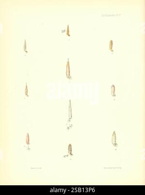 Conchologia iconica, oder Abbildungen der Muscheln von Weichtieren London, Reeve, Brothers, 1843-1878, Weichtiere, Pictorial Works, Shells, die Illustration zeigt eine Sammlung von detailreichen Meeresmuscheln, die einzigartige Formen und Größen zeigen. Jede Schale ist mit einer entsprechenden Zahl gekennzeichnet, was die Vielfalt dieser Meeresorganismen hervorhebt. Die unterschiedlichen Formen reichen von gestreckten und verjüngten Strukturen bis hin zu abgerundeten Strukturen, was die faszinierende Morphologie verschiedener Arten demonstriert. Diese Darstellung betont sowohl die wissenschaftliche Untersuchung der Weichtiere als auch die Ästhetik Stockfoto