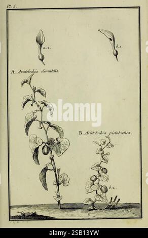 Beschreibung, vertus et usages de sept Cents dix-neuf plantes, Paris, P.F. Didot le jeune, 1767, France, Medicinal Plantes, materia medica, Bildwerke Aristolochia pistolochia, Aristolochia clematitis, die Illustration zeigt zwei unterschiedliche Pflanzenarten, gekennzeichnet mit A und B. die erste Art, Aristolochia domatitis, wird mit einer detaillierten Darstellung dargestellt, die ihre Blätter und eine Knospe an der Spitze zeigt, die mit entsprechenden Etiketten zur Identifizierung markiert sind. Darunter ist Aristolochia pironiochia dargestellt, die charakteristisch geformte Blätter und mehrere Wachstumsstadien zeigt. Stockfoto