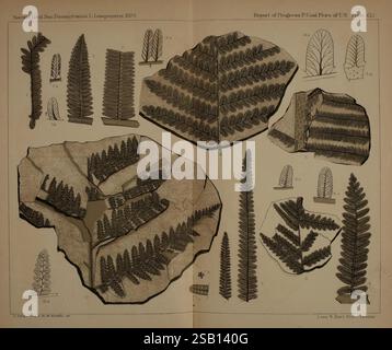 Beschreibung, von, Kohle, Flora, von, der, Karbon, Formation, in, Pennsylvania und, in allen Teilen, den Vereinigten Staaten, Harrisburg, Vorstand, der Kommissionsmitglieder, für die zweitens, geologisch, Survey, 1879-84, Pflanzen, Pennsylvania, Botanik, Fossilien, Karbon, Paläobotanik, Fossil, Geschichten, die Illustration zeigt eine Sammlung detaillierter botanischer Studien, die verschiedene fossile Farne aus den Coal Measures of the United States zeigen, insbesondere aus dem Jahr 1878. Jede Probe ist sorgfältig mit entsprechenden Nummern gekennzeichnet, die ihre Klassifizierung im Bericht angeben. Das Arrangieren Stockfoto
