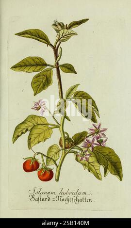 Plantarum indigenarum et exoticarum icones ad vivum coloratae, oder, Sammlung nach der Natur gemalter Abbildungen inn- und ausländlischer Pflanzen, für Liebhaber und Beflissene der Botanik, Pflanzen, fast, Botanik, Bildwerke, Solanum hybridum, Solanum hybridum, Eine botanische Illustration einer Solanum hybridum-Pflanze, mit einem schlanken, aufrechten Stamm, der mit üppigen, grünen Blättern verziert ist. Zarte, sternförmige lila Blüten blühen im Laub und verleihen so einen Hauch von Farbe. An der Basis der Pflanze sind zwei kleine, reife rote Beeren zu sehen, die die Früchte der Art zeigen. Unter der Abbildung Stockfoto