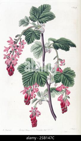 Edwards botanisches Register London James Ridgway 1829-1847 England Botanik Stiche des 19. Jahrhunderts 1829 Botanische Illustration Kupferstich Grafikmedien Großbritannien handkolorierte Zeitschriften Icons Handmalerei Pictorial Works Plants Ornamental Plant Intropod 29 Arthropod, Eine wunderschön illustrierte botanische Darstellung der blühenden Johannisbeere, die ihre schlanken Stiele mit rosa- und roten Blüten verziert. Die Blätter sind breit und lebendig und weisen gezackte Kanten auf, die ihre Frische betonen. Feine Details erfassen die einzelnen Blumen, jede mit einer einzigartigen Form und Stockfoto