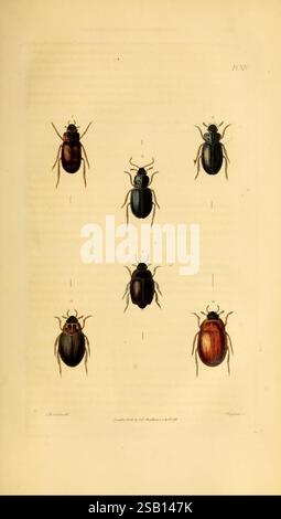 Illustrationen von British Entomology London gedruckt für den Autor veröffentlicht von Baldwin and Cradock 1828-1835 Great Britain Insects Insect Beetle. Die Illustration zeigt eine detaillierte Anordnung von sechs verschiedenen Käferarten, die ihre charakteristischen Formen und Farben zeigen. Jede Probe wird akribisch gerendert, wobei Variationen in Größe und Morphologie hervorgehoben werden. Die Käfer umfassen Farben von dunklem Blau und Schwarz bis hin zu kräftigem Braun und Rot, was die Vielfalt innerhalb dieser Gruppe unterstreicht. Das Bildmaterial wird von Etiketten begleitet, die die wissenschaftlichen Namen und Klassifizierungen von angeben Stockfoto