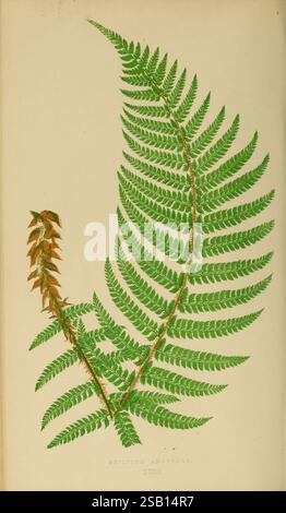 Farne: Britisch und exotisch 1856-60, Farne, Eine detaillierte botanische Illustration, die zwei unterschiedliche Farne zeigt, die besonders die Aspidium angulare-Arten zeigen. Ein Farn zeigt eine leuchtende grüne Farbe mit fein zerlegten Fronten, die die komplizierte Struktur seiner Flugblätter demonstrieren. Der andere Farn, der nebenan positioniert ist, zeigt ein kontrastierendes Erscheinungsbild mit einer Mischung aus Grün- und leicht rötlich-braunen Tönen. Die Abbildung ist mit dem wissenschaftlichen Namen „Aspidium angulare“ gekennzeichnet und mit der Abbildung XXIII gekennzeichnet, was die Klassifizierung innerhalb der botanischen Studien unterstreicht. Das Layout hebt die Schönheit hervor Stockfoto