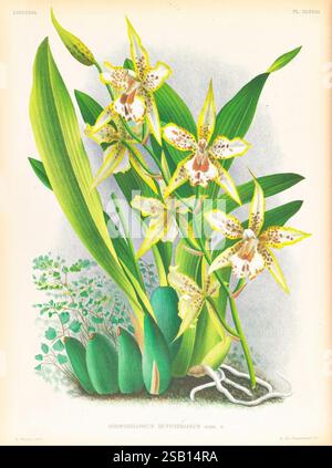 Lindenia, Gand [Belgien], Impr. F. Meyer-van Loo, 1885-1906, Klassifizierung, Reiseführer, Identifizierung, Nomenklatur, Nomenklatur populär, Orchideen, Bildwerke, Terminologie, Eine wunderschön illustrierte Darstellung der Orchidee Odontoglossum dufurianum, die ihre komplizierten Blüten mit auffälligen gelben und braunen Markierungen zeigt. Die zarten Blütenblätter entfalten sich elegant und zeigen ein einzigartiges Muster, das das Auge fängt. Die Orchidee umgibt üppig grüne Blätter und kleinere Pflanzen, die die Gesamtzusammensetzung verbessern. Die Präsentation betont die natürliche Schönheit dieses Exoti Stockfoto