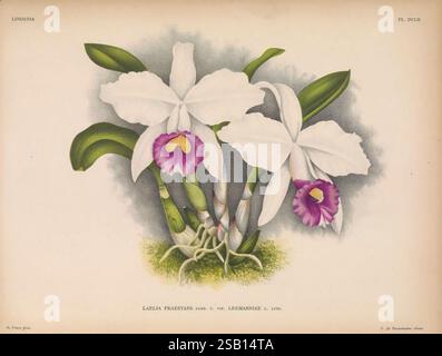 Lindenia Gand [Belgien], Impr. F. Meyer-van Loo, 1885-1906, Klassifizierung, Reiseführer, Identifizierung, Nomenklatur, populäre Nomenklatur, Orchidaceae, Orchideen, Bildwerke, Terminologie, Blumen, Stiele, Blätter, die Illustration zeigt eine wunderschön detaillierte Darstellung einer Cattleya trianae Orchidee, die ihre exquisiten Blumen und komplizierten Details zeigt. Die Blüten zeigen eine beeindruckende Kombination aus unberührten weißen Blüten, die von einem leuchtenden violetten und gelben Zentrum akzentuiert werden und das Auge auf ihre zarte Schönheit lenken. Die Blätter sind gestreckt und üppig, was eine üppige grüne Kulisse bietet, die noch schöner wird Stockfoto