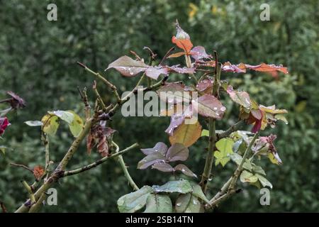 Wasser tropft im strömenden Regen auf die Blätter Stockfoto
