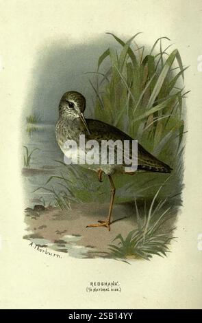 Vertraut, wild, Vögel, London, New York, Cassell, 1883, Vögel, Wörterbücher, Bilder, Works, Tringa, Totanus, Common, Rotschenkel, eine detaillierte Abbildung eines Rotschenkels, eines Watvogels, der für seine langen Beine und seinen schlanken Körper bekannt ist. Der Vogel steht anmutig auf einem Bein, inmitten einer natürlichen Umgebung mit hohen Gräsern und Wasser im Hintergrund. Das Gefieder zeigt eine Mischung aus Erdtönen, während die markanten roten Beine einen Kontrast zur Gesamtfarbe bilden. Der begleitende Text bezeichnet die Art „Rotschank“ und weist darauf hin, dass sie in etwa der Hälfte ihrer natürlichen Größe dargestellt wird, was sie zeigt Stockfoto