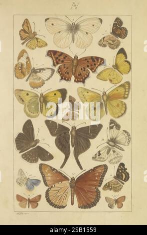 Schmetterlinge, Manuskript, zwischen 1873 und 1883?, schmetterlinge, Lebenszyklen, Manuskripte, Bildwerke, Insekten, Schmetterlinge, Eine wunderschön angeordnete Sammlung verschiedener Schmetterlingsarten, die eine Vielfalt von Größen und Farben zeigt. Die Ausstellung zeigt prominente Schmetterlinge wie den majestätischen Monarch, den zarten Schwalbenschwanz und die lebendige Painted Lady, unter anderem. Jedes Exemplar ist aufwändig illustriert und zeigt einzigartige Flügelmuster und -Farben, von hellen Gelb- und Orangentönen bis hin zu tiefen Braun- und Schwarztönen. Die Schmetterlinge sind nummeriert und beschriftet, was ein Gefühl der Organisation und vermittelt Stockfoto