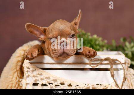 Niedliches zuzwinkerndes französisches Bulldog-Welpe in Box vor braunem Hintergrund mit Dekoration im Boho-Stil Stockfoto
