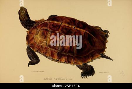 Schildkröten, Terrapins, Schildkröten, London, Paris, Frankfurt, H. Sotheran, J. Baer & Co, 1872, Pictorial Works, Terrapin, Testudinidae, Schildkröten, Heosemys Spinosa, Eine wunderschön illustrierte Darstellung einer Emys spinosa, allgemein bekannt als die Stachelschildkröte. Das Kunstwerk zeigt die markant abgerundete Schale der Schildkröte, die sich durch ihre einzigartige Textur und ihr Muster auszeichnet. Die Gliedmaßen sind teilweise verlängert, sodass die Füße aus Gurtband zum Schwimmen geeignet sind. Die Farbgebung hebt die satten Brauntöne und subtilen Anklänge von Oliven hervor und unterstreicht den natürlichen Lebensraum der Schildkröte. Die detaillierte Darstellung erfasst t Stockfoto