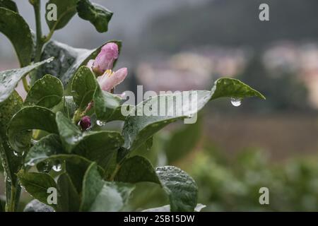 Wassertropfen auf Zitronenfrüchten im strömenden Regen Stockfoto