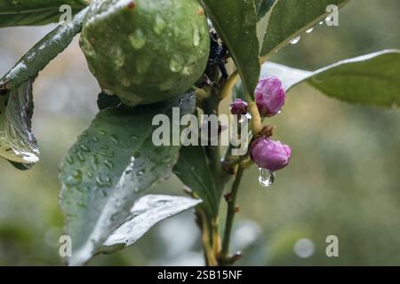 Wassertropfen auf Zitronenfrüchten im strömenden Regen Stockfoto