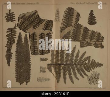Beschreibung, von, Kohle, Flora, von, der, Karbon, Formation, in, Pennsylvania und, im gesamten, United, Staaten, Harrisburg, Vorstand, of, Kommissare, für die, zweite, geologische, Erhebung, 1879-84, Pflanzen, Pennsylvania, Botanik, Fossilien, Karbon, Paläobotanik, Fossilien, Geschichten, die Illustration zeigt eine Sammlung detaillierter botanischer Studien mit verschiedenen Farnblättern. Jeder Farn ist akribisch gerendert und zeigt komplizierte Muster von Wedel und Flugblättern. Die Farne sind mit Nummern versehen, die der jeweiligen Spezies oder Sorte entsprechen und ein System angeben Stockfoto