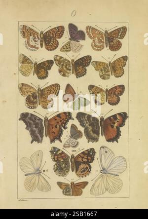 Schmetterlinge, Manuskript, [zwischen 1873 und 1883?], Schmetterlinge, Lebenszyklen, Manuskripte, Bildwerke, Insekten, Schmetterlinge, Eine wunderschön angeordnete Ausstellung verschiedener Schmetterlingsarten, die ihre unterschiedlichen Muster und Farben zeigen. Die Komposition besteht aus insgesamt 20 Schmetterlingen, von denen jeder sorgfältig illustriert und zur Identifizierung nummeriert ist. Die Schmetterlinge weisen eine Reihe von Flügelformen und -Größen auf, mit komplizierten Details, die ihre einzigartigen Markierungen hervorheben. Die Vielfalt der Farben umfasst Erdtöne, lebhafte Farbtöne und elegante Pastelltöne, die die Schönheit der Natur widerspiegeln. Um den butte herum Stockfoto