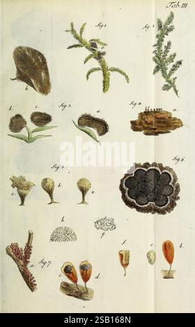 Observationes Mycologicae, Lipsiae, 1796-99, die Illustration zeigt eine detaillierte Reihe von botanischen Exemplaren, die verschiedene Formen von Pilzen und Moosen zeigen. Jede Figur ist mit entsprechenden Buchstaben gekennzeichnet, die unterschiedliche Arten oder Teile kennzeichnen. - Abbildung 1 zeigt einen Pilztyp mit breiter Kappe. - Abbildung 2 zeigt eine Nahaufnahme von Moosbewuchs, die ihre Textur und Struktur detailliert beschreibt. - Abbildung 3 zeigt sporenproduzierende Körper, die in Clustern angeordnet sind. - Abbildung 4 zeigt Querschnitte von Holzwerkstoffen und zeigt innere Muster. - Die Abbildungen 5 bis 7 zeigen verschiedene Lebenszyklen von Pilzgras Stockfoto