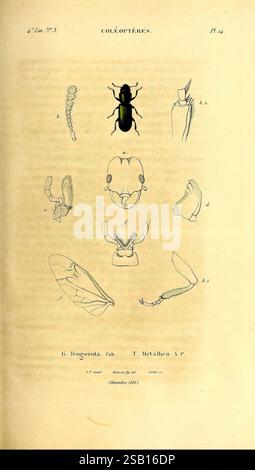Genera des insectes, ou, Exposition détaillée de tous les caractères propres à chacun des genres de cette classe d'animaux Paris, Méquignon-Marvis, 1835-1838 Klassifikation, Insekten, Bildwerke, diese Abbildung zeigt eine detaillierte Untersuchung der Coleoptera, die verschiedene anatomische Merkmale und Merkmale des Käfers G. Trogossita und T. Metallica zeigt. Die mittlere Abbildung zeigt die Draufsicht eines Käfers, umgeben von beschrifteten Diagrammen, die die Larvenform, die Flügelstruktur und die reproduktive Anatomie hervorheben. Jeder Abschnitt enthält eine klare Darstellung der wesentlichen Funktionen, die angeboten werden Stockfoto
