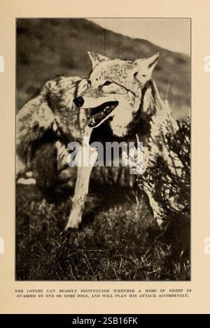 The Human Side of Animals, New York, Frederick A. Stokes Company [1918], Kojote, Tierverhalten, Ein Wolf steht wachsam im Gras und zeigt seine ausgeprägten Sinne und seine natürliche Anmut. Sein fokussierter Ausdruck deutet darauf hin, dass er seine Umgebung vermisst und den wilden Geist seines Lebensraums verkörpert. Die komplizierten Details seines Pelzes und die Texturen der Vegetation unterstreichen die Schönheit dieses majestätischen Tieres und seiner Umgebung. Eine Bildunterschrift am unteren Rand verweist auf die Besonderheiten von Wölfen und betont ihre Rolle in der Natur und ihre Fähigkeit, sich innerhalb verschiedener Ökosysteme anzupassen. Stockfoto