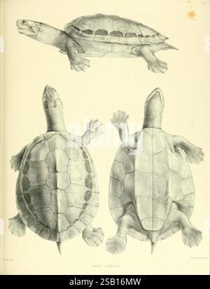 Katalog der Schilde Reptilien in der Sammlung des British Museum, London, 1855-1872, England, London, Schildkröten, Reptilien, Krokodile, Testudinidae, Amphisbaenia, diese detaillierte Abbildung zeigt eine Emys linneata, die allgemein als die lineatierte Schildkröte bekannt ist. Das Kunstwerk zeigt drei Ansichten der Schildkröte: Eine dorsale Ansicht von oben, eine ventrale Ansicht von unten und eine seitliche Ansicht von der Seite. Jede Perspektive hebt die einzigartige Schalenstruktur mit unterschiedlichen Mustern und Texturen sowie die Gliedmaßen und den Kopf der Schildkröte hervor. In der Abbildung werden die anatomischen Merkmale von hervorgehoben Stockfoto