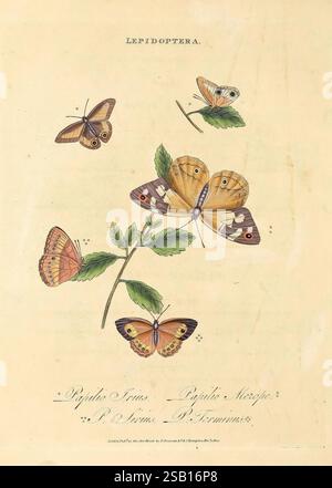 Ein Inbegriff der Naturgeschichte der Insekten von New Holland, Neuseeland, Neuguinea, Otaheite und anderen Inseln im Indischen, Süden und Pazifischen Ozean, London, gedruckt für den Autor und F. C. und J. Rivington, ebenfalls verkauft von White, Faulder, Hatchard und Symonds, 1805. Australien, Französisch-Polynesien, Insekten, Neuguinea, Neuseeland, Tahiti Island, Edward Donovan, Papilio Iris, Hypozysta Iris, Schmetterlinge, Papilio Merope, Heteronympha Merope, Papilio Sirius, Mycalesis Sirius, Mycalesis Terminus, blendende Vielfalt, Eine wunderschön illustrierte Darstellung verschiedener Arten von Schmetterlingen Stockfoto