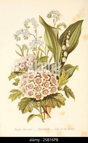 Die Sprache der Blumen oder florale Embleme der Gedanken, Gefühle und Gefühle, London, G. Routledge, 1869, Blume, Sprache, Eine schöne botanische Illustration mit einer harmonischen Anordnung von Blumen, hervorstehend zeigen Gruppen von zarten, rosa und weißen Blüten, die für das Vergissmeinnot und Weißdorn repräsentativ sind. Zwischen ihnen liegen üppig grüne Blätter und elegante, glockenförmige weiße Blüten, die als Maiglöckchen des Tales bekannt sind. Die Komposition zeigt die komplizierten Details jeder Blume und jedes Blattes und unterstreicht die natürliche Schönheit und Vielfalt dieser Arten. Darunter beschriftet Stockfoto