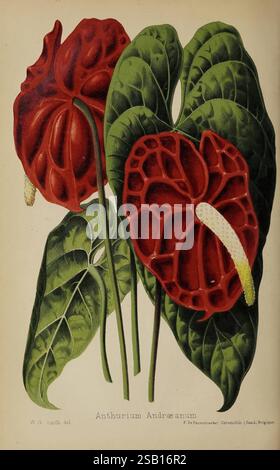 Der Florist und Pomologe und Vorstadtgärtner. London, 1880, Blumengärten, Obstkultur, Gartenbau, Großbritannien, Zeitschriften, die Illustration zeigt das auffällige Anthurium Andraeanum, das seine leuchtenden roten Spathes mit einzigartigen Ventrikelmustern und einer markanten weißen Spadix zeigt. Die üppig grünen Blätter sind breit und herzförmig und bilden einen lebhaften Kontrast zum intensiven Rot der Blüten. Zarte Details erfassen die Textur der Blütenblätter und der Adern der Blätter und unterstreichen die botanische Kunst. Die Komposition ist elegant ausgewogen und lenkt die Aufmerksamkeit auf das exquisite und Stockfoto