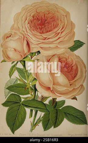 Der Florist und Pomologe und Vorstadtgärtner. London, 1880, Flower Gardening, Obstkultur, Gartenarbeit, Großbritannien, Zeitschriften, diese künstlerische Darstellung zeigt eine Gruppe blühender Rosen, bekannt als „Königin der Königinnen“. Die zarten Blütenblätter weisen zarte Pfirsichtöne auf, die aufwändig aufgeschichtet sind, um ein üppiges, volles Aussehen zu schaffen. Die Blüten werden von leuchtend grünen Blättern begleitet, die ihre natürliche Schönheit zum Ausdruck bringen und der Komposition eine üppige Note verleihen. Das Stück ist wunderschön detailliert und betont die sanften Kurven und Texturen der Blütenblätter, während es eine raffinierte Darstellung eines der n Stockfoto