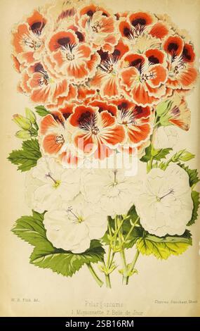 Der Florist und Pomologe und Vorstadtgärtner. London, 1880, Blumengärten, Obstkultur, Gartenbau, Großbritannien, Zeitschriften., Eine wunderschön detaillierte botanische Illustration mit lebhaften Häufchen von Pelargonium-Blüten. Die Komposition zeigt zwei Varianten: Eine mit markanten orange- und rötlichen Blüten, die mit dunklen kastanienbraunen Markierungen verziert sind, und die andere mit zarten weißen Blüten. Die üppig grünen Blätter ergänzen die Blüten und verstärken ihre lebendigen Farben. Das Arrangement wird mit viel Liebe zum Detail präsentiert und hebt die natürliche Schönheit und die komplizierten Strukturen hervor Stockfoto