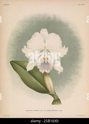 Lindenia Gand [Belgien] Impr. F. Meyer-van Loo 1885-1906 Klassifizierung Reiseführer Identifikation Nomenklatur populäre Nomenklatur Orchidaceae Orchideen Bildwerke Terminologie Blumen Stiele Blätter, Eine atemberaubende Illustration zeigt die Orchideensorte Cattleya trianae, bekannt für ihre großen, markanten weißen Blüten, die sich elegant entfalten. Die Blume hat ein zartes, kompliziertes Zentrum mit leuchtenden Farben, einschließlich Anklängen von Gelb und Violett, die einen fesselnden Kontrast zu den weißen Blüten bilden. Unter der Blüte verleiht ein breites, grünes Blatt einen Hauch natürlicher Eleganz und unterstreicht das Gesamtbild Stockfoto
