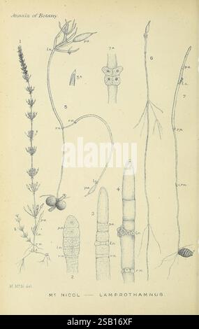 Annalen der Botanik, London, Botanik, Zeitschriften, Pflanzen, die Abbildung zeigt verschiedene botanische Elemente mit filigranen Linienzeichnungen von Pflanzenstrukturen. Auf der linken Seite erstreckt sich ein schmaler Stamm mit feinen Blättern vertikal, während in der Nähe eine Ansammlung von ovalen Formen, möglicherweise Samen oder Knospen, dargestellt wird. Daneben werden verschiedene Stufen von schlanken Anhängen dargestellt, die die komplizierten Details ihrer Formen hervorheben. Die mit Bezeichnungen versehenen Abschnitte mit Verweisen wie „7a“ und „5“ weisen auf bestimmte Pflanzenteile hin, während Anmerkungen wie „lamprothamnus“ die wissenschaftliche Klasse andeuten Stockfoto