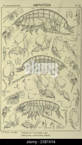 An, Account, of, The, Crustacea, von, Norwegen Amphipoda, Plates, Christiania, A, Cammermeyer, 1895-1928, Norwegen, Crustacea, diese detaillierte Abbildung zeigt verschiedene Arten von Amphipoden, insbesondere zwei Arten: Harpinia truncata und Harpinia crenulata. Die komplizierten Linienzeichnungen zeigen verschiedene anatomische Merkmale wie die Struktur der Körper, Gliedmaßen und Anhängsel und geben Einblicke in ihre Morphologie. Jede Probe ist zur besseren Übersichtlichkeit mit entsprechenden wissenschaftlichen Anmerkungen gekennzeichnet. Die akribische Liebe zum Detail dient beiden als wertvolle Referenz für Forscher Stockfoto