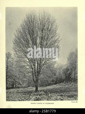 The Trees of Great Britain & Ireland, Edinburgh, Priv. Print, 1906-13, Großbritannien, Irland, Bäume, ein einsamer norwegischer Ahorn steht hoch in einer ruhigen Landschaft, seine Äste reichen nach oben vor einem Hintergrund sanft geschwungenen Geländes. Der Baum zeigt eine markante, blattlose Silhouette, die das komplizierte Muster seiner Gliedmaßen und Struktur hervorhebt. Ein üppiges Gras im Vordergrundbereich um den Ahorn herum verleiht der Szene Textur, während eine Sammlung von Bäumen den Hintergrund flankiert und zur Ruhe der natürlichen Umgebung beiträgt. Diese Illustration fängt das Wesen eines friedlichen Moments in Natu ein Stockfoto