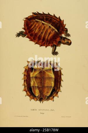 Schildkröten, Terrapins, Schildkröten, London, Paris, Frankfort, H. Sotheran, J. Baer & Co, 1872, Pictorial Works, Terrapin, Testudinidae, Schildkröten, Heosemysspinosa, Emysspinosa, Reptilien, Herpetologie, die Abbildung zeigt eine junge Emys spinosa, die allgemein als Stachelschildkröte bekannt ist. Die obere Ansicht zeigt den unverwechselbaren Panzer der Schildkröte, der mit markanten Stacheln und einer strukturierten Oberfläche verziert ist, die in Braun- und Orangentönen gehalten ist. Die untere Ansicht zeigt den Plastron und hebt die einzigartigen Muster und Merkmale der Schildkröte hervor, einschließlich einer glatten und flacheren Unterseite. Die komplizierten Details c Stockfoto