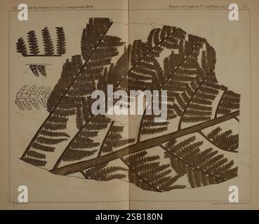 Beschreibung der Kohleflora der Carbonformation in Pennsylvania und in den Vereinigten Staaten Harrisburg Board of Commissioners for the Second Geological Survey 1879-84 Plants Pennsylvania Botany Fossils Carboniferous Paleobotany Fossils, Eine detaillierte botanische Illustration mit einem großen Farnfrond mit komplizierten Blattmustern und Texturen. Die Hauptabbildung umgibt kleinere Darstellungen von Farnsegmenten, die wahrscheinlich verschiedene Stufen oder Aspekte der Pflanzenstruktur hervorheben. Der Hintergrund ist strukturiert und betont die empfindlichen Adern und gezackten Kanten des Stockfoto