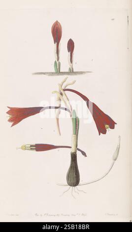 Edwards's Botanical Register London, James Ridgway, 1829-1847 1829 19. Jahrhundert Botanik Kupferstich England Graphic Media Großbritannien handkolorierte Icons Periodika Pictorial Works Plant Introduction Plants ornamental William Herbert zeigt die Illustration eine detaillierte Studie einer blühenden Pflanze mit verschiedenen Blütestadien und strukturellen Komponenten. Oben zeigen die Blütenknospen eine frühe Wachstumsphase an, die in die stärker entwickelten Blüten übergeht, die ein lebhaftes Aussehen aufweisen. Die komplizierte Struktur der Blütenblätter und Sepalen sowie die Verbindung zum werden hervorgehoben Stockfoto