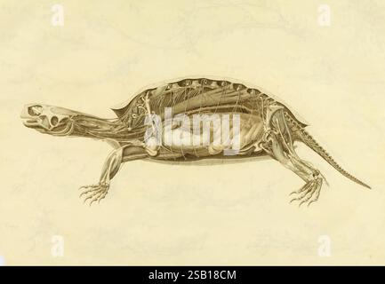 Anatome testudinis Europaeae Vilnae Impensis auctoris Typis Josephi Zawadzki 1819-1821 Anatomie Schildkröten Seitenrechte Halloween, Eine detaillierte Illustration der Anatomie einer Schildkröte, die verschiedene biologische Strukturen in einer Querschnittsansicht zeigt. Das Bild hebt die Schale, die Gliedmaßen und die inneren Organe hervor und bietet einen umfassenden Einblick in die Anatomie des Organismus. Etiketten kennzeichnen die wichtigsten Merkmale und tragen zu einem tieferen Verständnis der physiologischen Zusammensetzung bei. Die Gesamtpräsentation betont die Feinheiten des Körpers der Schildkröte und verbindet wissenschaftliche Präzision mit künstlerischer Darstellung. Stockfoto