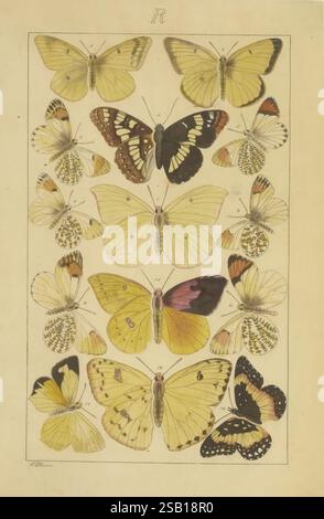 Schmetterlinge, Manuskript, [zwischen 1873 und 1883?], Schmetterlinge, Lebenszyklen, Manuskripte, Bildwerke, Insekten, Schmetterlinge, Eine Sammlung wunderschön illustrierter Schmetterlinge, die in einer organisierten Ausstellung angeordnet sind. Das Design zeigt verschiedene Arten und hebt ihre einzigartigen Flügelmuster und -Farben hervor. Jeder Schmetterling ist zur Identifizierung mit einer Nummer gekennzeichnet, die es den Zuschauern ermöglicht, die Vielfalt in Größe, Form und Farbe zu erkennen. Der Hintergrund ist neutral und lenkt die Aufmerksamkeit auf die komplizierten Details der Schmetterlinge, einschließlich ihrer zarten Texturen und lebendigen Markierungen. Diese Kompilierung Stockfoto