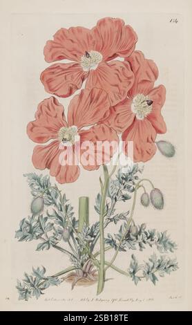 The Botanical Register, London, gedruckt für James Ridgway, 1815-1828, 1815, 19. Jahrhundert, Botanik, Kupferstiche, England, Grafikmedien, Großbritannien, handkoloriert, Ikonen, Zeitschriften, Bildwerke, Pflanzeneinführungen, Zierpflanzen, das Kunstwerk zeigt eine lebendige Darstellung von zwei großen, roten Mohnblumen, von denen jede mehrere zarte Blütenblätter zeigt, die sich anmutig entfalten. Eingebettet zwischen dem üppigen grünen Laub zeigen die Blumen komplizierte Details, einschließlich der strukturierten Oberfläche der Blütenblätter und der kontrastierenden dunklen Mitte. Man sieht Bienen, die zart auf den Blüten landen, hoch Stockfoto