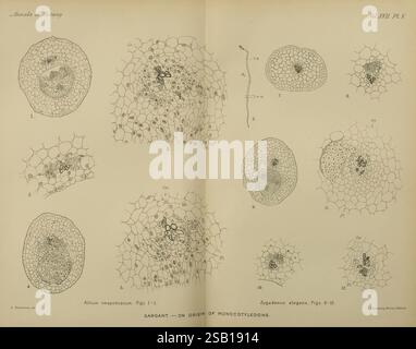 Annalen der Botanik, London, Botanik, Zeitschriften, Pflanzen, diese Sammlung enthält detaillierte botanische Illustrationen, die verschiedene Zellstrukturen und -Formationen darstellen. Die Bilder enthalten markierte Diagramme von zellulären Komponenten wie Chloroplasten, Zellwänden und Kernen verschiedener Pflanzenarten. Jede Figur ist akribisch gezeichnet und kommentiert und zeigt die Feinheiten der Pflanzenanatomie und die Vielfalt der Formen, die in Monokotyledonen zu finden sind. Die Abbildungen dienen als wertvolle Referenz für das Verständnis der Pflanzenbiologie und der evolutionären Herkunft monokotyledonöser Pflanzen. Stockfoto