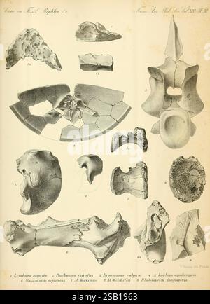 Synopsis der ausgestorbenen Batrachia, Reptilia und Aves of North America, Philadelphia, McCalla & Stavely, 1869. Fossile Wirbeltiere, Fossilien von Vögeln, Fossilien von Reptilien, Fossilien von Amphibien, Fossiliengeschichten, eine detaillierte Abbildung zeigt verschiedene Skelettstrukturen, einschließlich Wirbel und andere Knochenfragmente. Die Artikel sind nummeriert, was ein Klassifizierungssystem angibt. Jedes Exemplar ist detailreich und hebt Merkmale wie Gelenkflächen, Foramina und Krümmung hervor. Die Illustration dient als wissenschaftliche Referenz, die sich wahrscheinlich auf die vergleichende Anatomie oder Paläontologie bezieht Stockfoto