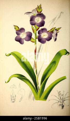 Belgique, Gartenbau, Lüttich, Botanik, Gartenbau, Zeitschriften, Pflanzen, Eine wunderschön illustrierte Blume mit leuchtenden violetten Blüten, die anmutig aus einem kräftigen grünen Stiel blühen. Die Blüten werden durch breite, üppige Blätter ergänzt, die die Pflanze wiegen. Die Hauptdarstellung umgibt komplizierte Skizzen, die verschiedene Teile der Blume zeigen, einschließlich ihrer Knospen- und Wurzelstruktur. Die Gesamtzusammensetzung betont die zarten Details der Pflanze und hebt sowohl ihre Schönheit als auch ihre biologischen Eigenschaften hervor, was sie zu einer fesselnden Studie der Botanik macht. Stockfoto