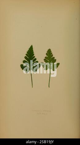 Farne, britisch, exotisch, 1856-60, Farne, zwei unterschiedliche Farnarten werden nebeneinander dargestellt, was ihre einzigartigen Blattstrukturen verdeutlicht. Auf der linken Seite zeigt ein längerer, gezackter Frond mit ausgeprägten Lappen ein robustes, strukturiertes Erscheinungsbild, während die rechte Seite ein zarteres, fein geteiltes Blatt aufweist, das sich elegant verjüngt. In zentraler Position ist der botanische Name „Davallia pedata“ mit einem Verweis auf Band und Ausgabe versehen, was den wissenschaftlichen Charakter der Illustration unterstreicht. Diese Zusammensetzung unterstreicht die Vielfalt der Farnmorphologie und die Feinheiten der Pflanzenwelt. Stockfoto