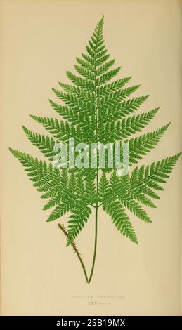 Farne, britisch, exotisch, 1856-60, Farne, eine detaillierte Darstellung eines üppigen Farns mit seiner komplizierten, federartigen Blattstruktur und zahlreichen nach außen verlaufenden Wedeln. Die symmetrische Anordnung unterstreicht die natürliche Anmut des Farns, wobei in jedem Blattsegment eine deutliche Aderung sichtbar ist. Die Abbildung enthält ein wissenschaftliches Etikett „Aspidium pubescens“, das die Art angibt, sowie eine Klassifizierungsreferenz. Der Hintergrund betont die leuchtende grüne Farbe des Farns und lenkt die Aufmerksamkeit auf seine organischen Texturen und Formen. Stockfoto