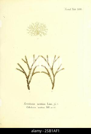 Die Pflanzenthiere in Abbildungen nach der Natur, Nürnberg, in der Raspischen Buchhandlung, 1791-1830, cnidaria, ctenophora, die Abbildung zeigt eine detaillierte Untersuchung der Sertularia neritina und zeigt ihre zarte, verzweigte Struktur. Oben zeigt eine kleinere Darstellung die komplizierten und feinen Texturen des Organismus. Die Hauptkomposition zeigt langgezogene, schlanke Äste, die mit kleinen, gruppierten Knoten verziert sind, die für diese Form der Meereslebewesen charakteristisch sind. Unter der Abbildung wird die wissenschaftliche Nomenklatur dargestellt, die die Art und Gattung angibt und den Kontext innerhalb des cl darstellt Stockfoto
