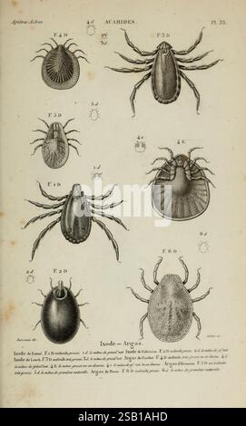 Histoire naturelle des Insectes. Aptères. Paris, Librairie Encyclopédique de Roret, 1837-1847, Insekten, Spinnen, Museum of Comparative Zoology, diese Illustration zeigt eine detaillierte Untersuchung verschiedener Zeckenarten, die unter die Familie der Acaridae fallen. Jede Probe ist mit einer entsprechenden Zahl und einem Buchstaben versehen, um eine einfache Referenz zu erhalten. Die Anzeige enthält verschiedene Winkel der Organismen und hebt bestimmte anatomische Merkmale wie Mundteile, Körperform und Oberflächenstruktur hervor. Die abgebildeten Zecken variieren in Größe und Morphologie, was die Vielfalt innerhalb dieser Gruppe von Arachniden verdeutlicht. Acco Stockfoto