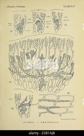 Annalen der Botanik, London, Botanik, Zeitschriften, Pflanzen, diese Abbildung zeigt eine Reihe wissenschaftlicher Diagramme, die verschiedene botanische Strukturen in Verbindung mit der Gattung Harveyella darstellen, wie sie in den „Annalen der Botanik“ dokumentiert sind. Es verfügt über mehrere Zahlen, die mit Zahlen gekennzeichnet sind und jeweils komplizierte Details der Pflanzenanatomie darstellen, einschließlich Reproduktionszellen, Sporenanordnungen und Zellkonfigurationen. Die Diagramme beleuchten Aspekte wie die Anordnung von Gametophyten und Sporophyten und unterstreichen die Vielfalt der Formen und Funktionen in dieser Pflanzengruppe. Die detaillierte Linienarbeit wird angezeigt Stockfoto